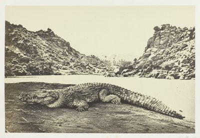 Crocodile on a Sand-Bank, 1857 by Francis Frith