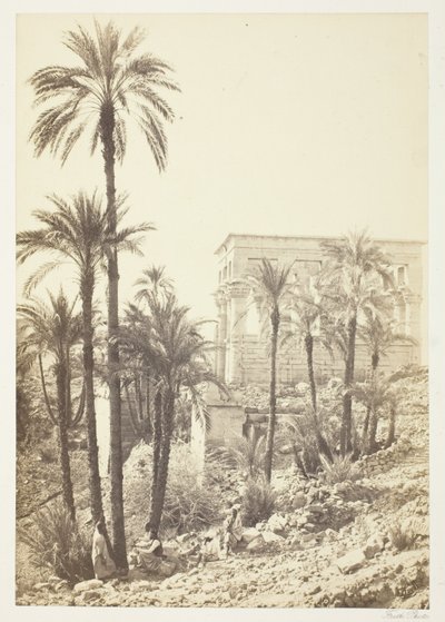 Group of Palms by Francis Frith