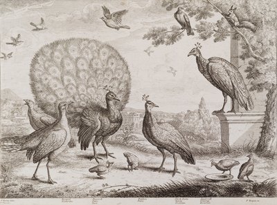 Group of Birds with Peacock by Francis Place