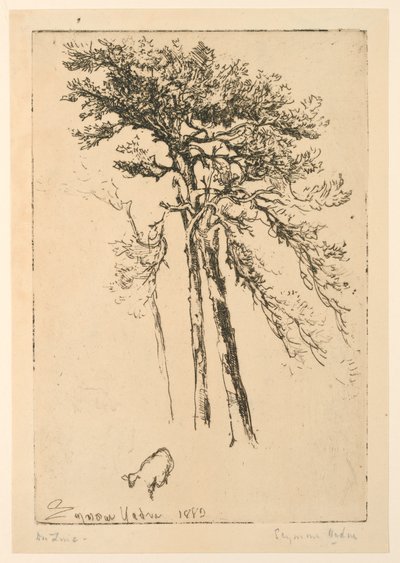 Scotch Firs by Francis Seymour Haden