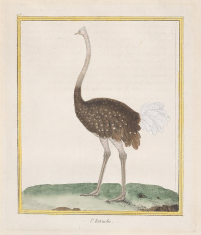 Ostrich by Francois Nicolas Martinet