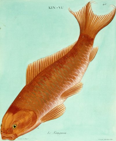 Le Sanguin by Francois Nicolas Martinet