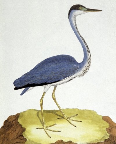 The Heron by Francois Nicolas Martinet