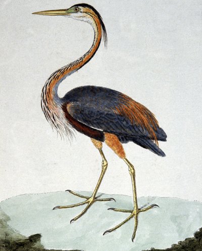 The Purple Heron by Francois Nicolas Martinet