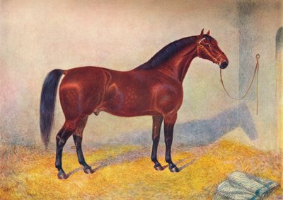 Cleveland Bay stallion Sultan, c1902-c1910 by Frank Babbage