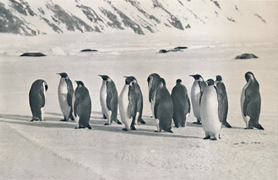 Emperor Penguins, 1911-1913 by Frank Debenham