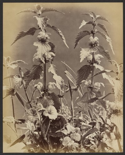 Floral Study by Frank Mason Good