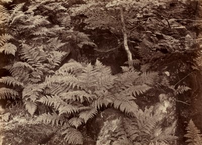 Untitled (Fern Study) by Frank Meadow Sutcliffe