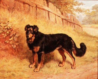 Border Collie by Frank Paton