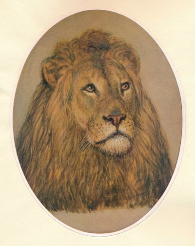 Lions Head by Frank Paton