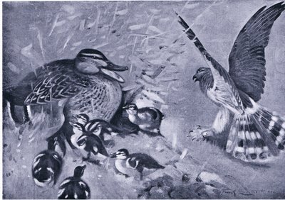 A near thing, Harrier and duck by Frank Southgate