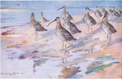 Curlews at Blakeney Point by Frank Southgate