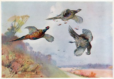 High Pheasants, illustration from 