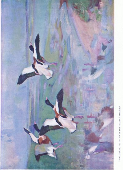 Shelduck Flying Over Dersingham Marshes by Frank Southgate