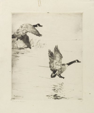 Geese Alighting by Frank Weston Benson