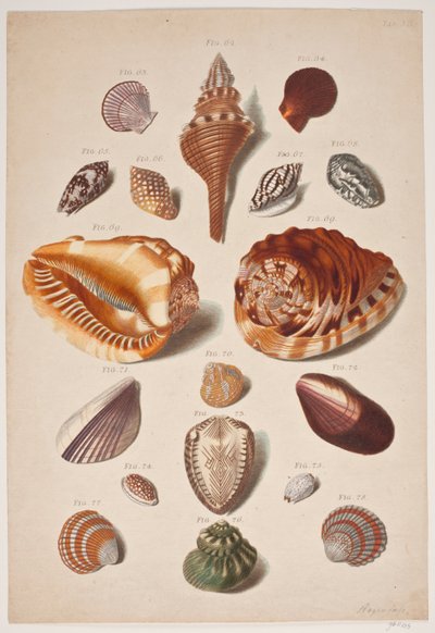 Illustration Plate with Shells by Franz Michael Regenfus