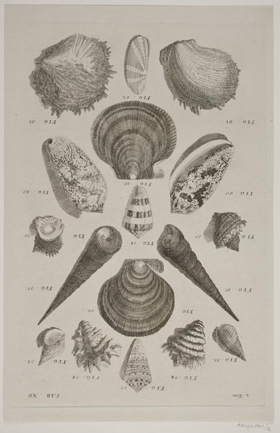 Plate with Shells. Plate 12. by Franz Michael Regenfus