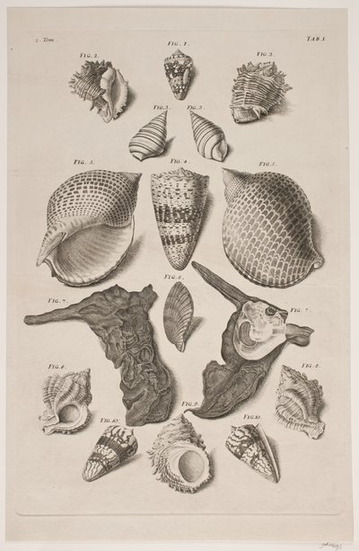 Plate with Shells. Plate 1. by Franz Michael Regenfus
