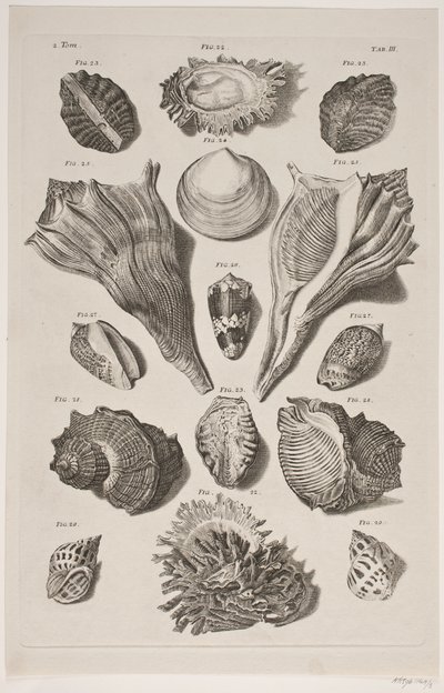 Plate with Shells. Plate 3. by Franz Michael Regenfus
