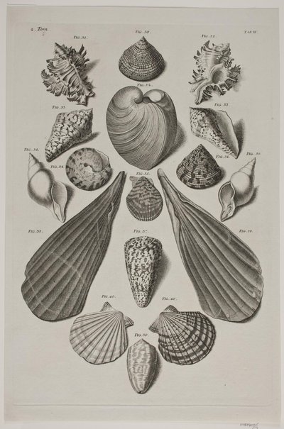 Plate with Shells. Plate 4. by Franz Michael Regenfus