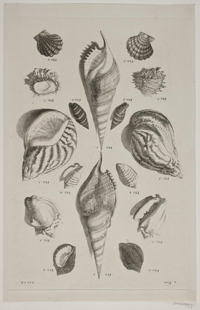 Plate with Shells. Plate 7. by Franz Michael Regenfus