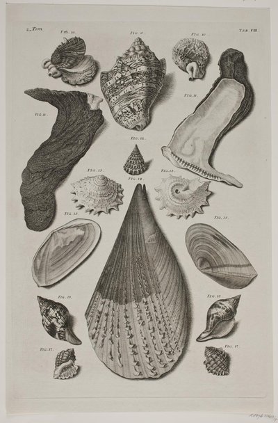 Plate with Shells. Plate 8. by Franz Michael Regenfus