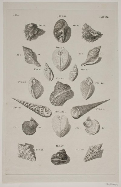 Plate with Shells. Plate 9. by Franz Michael Regenfus