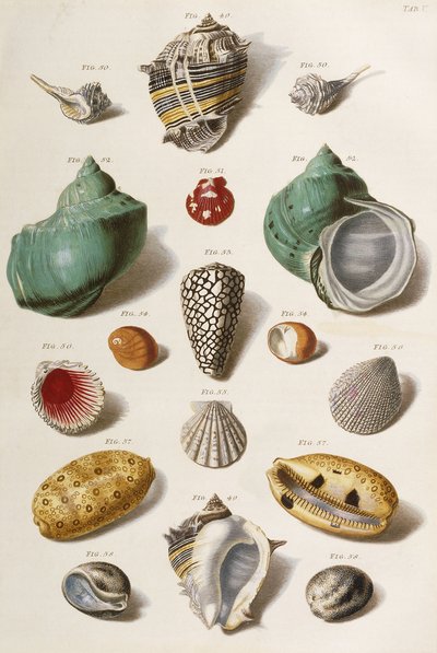 Various seashells, 1758 by Franz Michael Regenfus