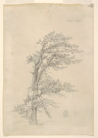 A Pitch Pine by Frederic Edwin Church