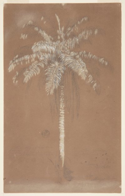 Abaye Palm, Mount Salus, Jamaica by Frederic Edwin Church