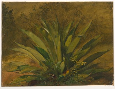 Century Plant by Frederic Edwin Church