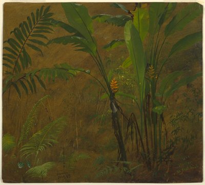 Ferns and Wild Plantain, Jamaica by Frederic Edwin Church