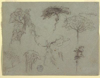 Studies of Trees, Ecuador by Frederic Edwin Church