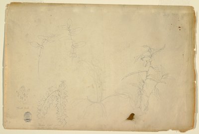 Thorns and Thistles by Frederic Edwin Church