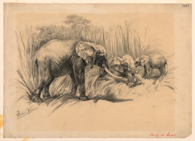 Ivory at Home by Frederic Villiers