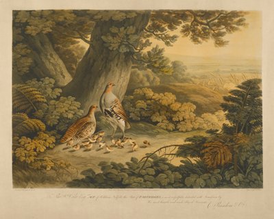 Partridges by Frederick Christian Lewis