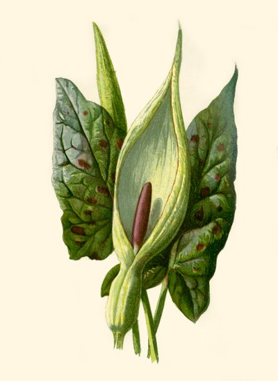 Arum or Cuckoo Pint, 1877 by Frederick Edward Hulme