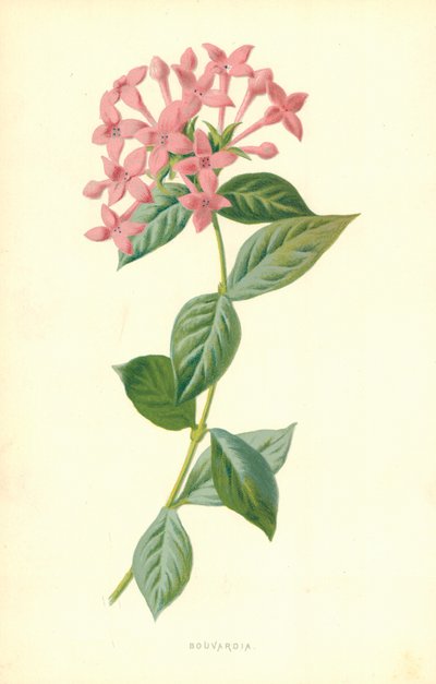 Bouvardia by Frederick Edward Hulme