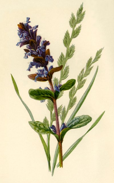 Bugle & Tall Fescue Grass by Frederick Edward Hulme