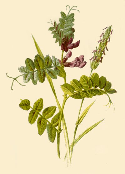 Bush-Vetch & Sweet-Scented Vernal Grass by Frederick Edward Hulme