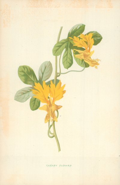 Canary Flower by Frederick Edward Hulme