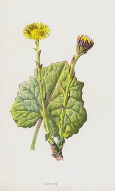 Coltsfoot by Frederick Edward Hulme