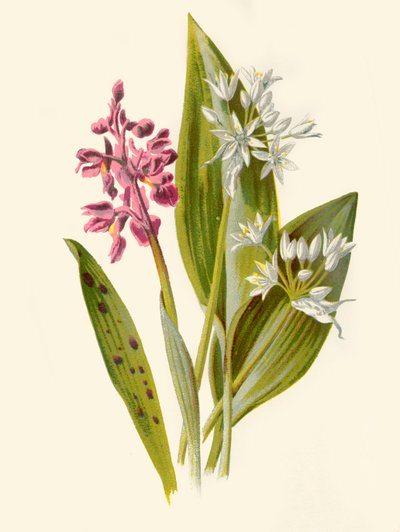 Common Orchis and Broad-Leafed Garlic by Frederick Edward Hulme