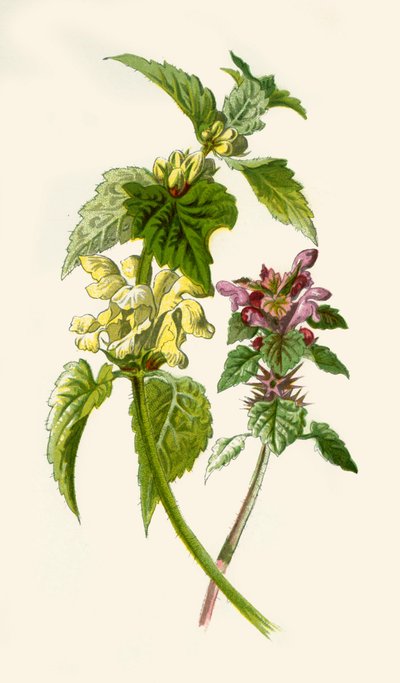 Dead-Nettle - Red & White, 1877 by Frederick Edward Hulme