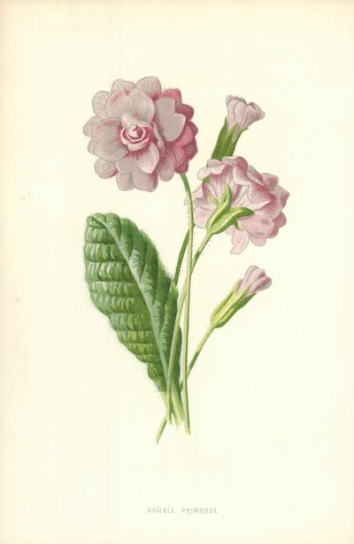 Double Primrose by Frederick Edward Hulme