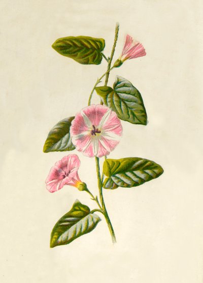 Field-Convolvulus by Frederick Edward Hulme