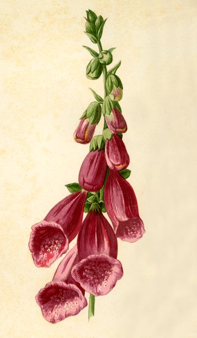 Foxglove, 1877 by Frederick Edward Hulme