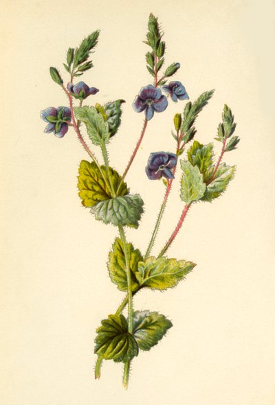 Germander Speedwell by Frederick Edward Hulme
