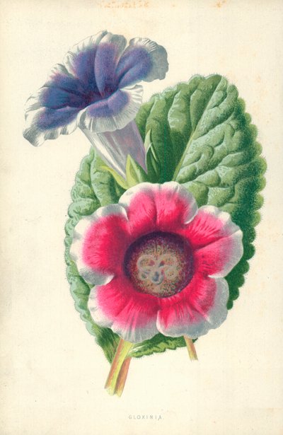 Gloxinia by Frederick Edward Hulme