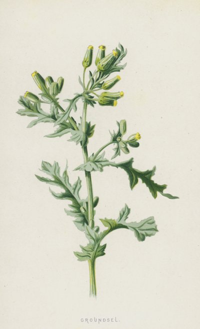 Groundsel by Frederick Edward Hulme